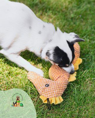 Enjoying some play time after a relax walk