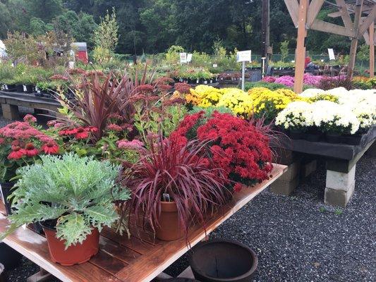 Love the colors of these plants and flowers