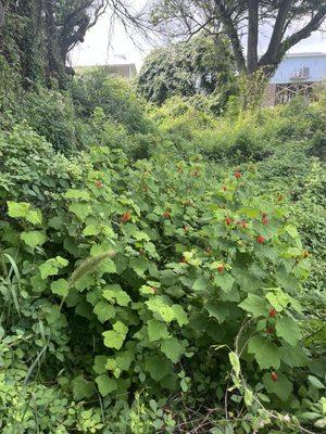 Wild flowers