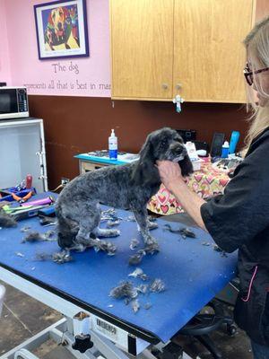 A Shear Pleasure Pet Salon