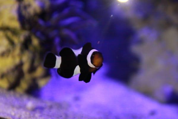 Chocolate Mis-bar Clownfish from Manhattan Aquariums in my Mixed Reef!