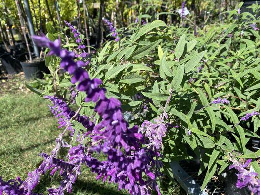 Salvia flowers