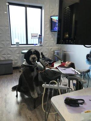 Did you know we have an in-office Therapy Dog?