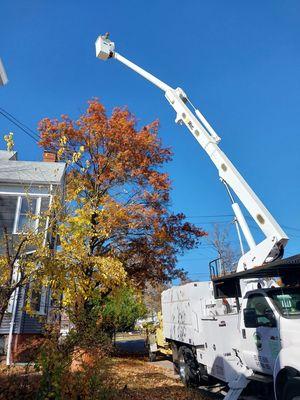 Green Leaves Tree Service