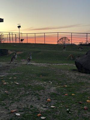 We loved to see the kangaroos on our walks