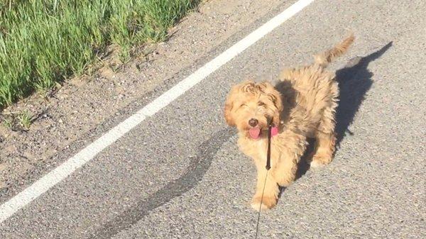 4mo. Labradoodle