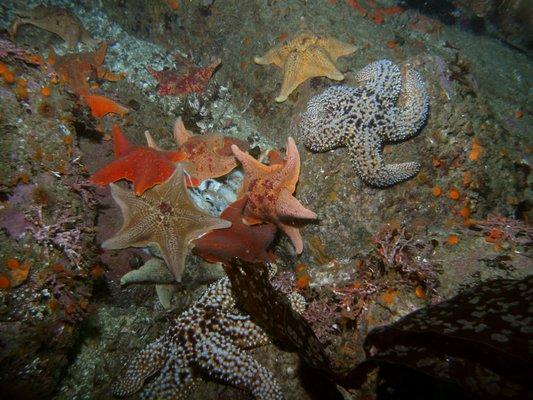 Beachhopper II Dive Charters