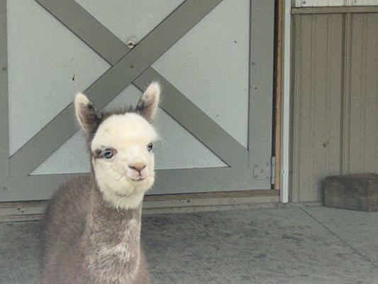 Baby alpaca...those beautiful blue eyes!