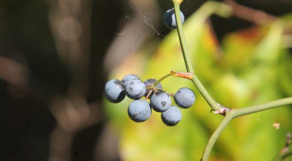 Berries