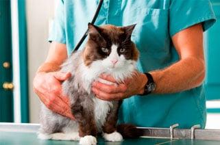 Your pet can benefit greatly from regular wellness examinations or checkups.