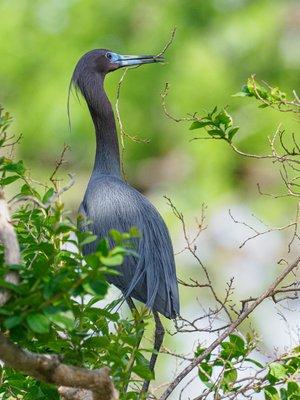 Little Blue Heron gathering nesting material early April