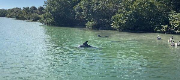 beautiful & playful dolphin