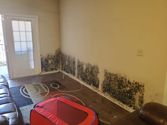 Mold growth