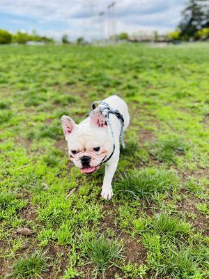 Snowball enjoying being off the leash