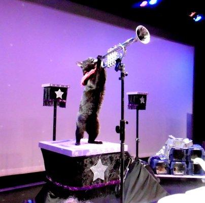 Cat on the trumpet!