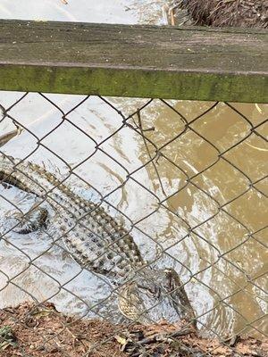 Natchitoches Alligator Park