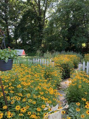 Path thru butterfly flowers (if I were a butterfly  This is where I would want to live)!!