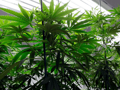 View a Grow Operation on our Tourz