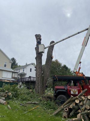 Large dead silver maple removal pittston pa