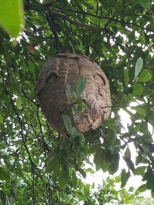 Boldface Hornets nest