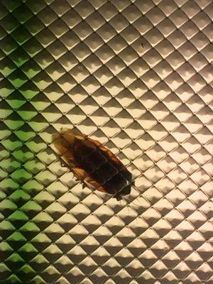 Cockroach in the light in the Women's restroom.  Good food but...