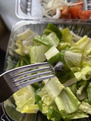 Mold on cucumber from salad.