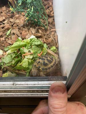 Again, not sure what kind of tortoise this is couldn't believe that little guy wasn't much bigger than my thumb