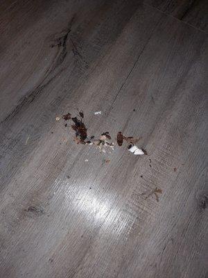 More roaches, my daughter was cleaning the house from top to bottom every day for a month.