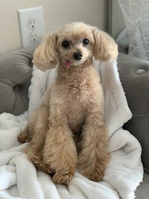 Apricot toy poodle grooming