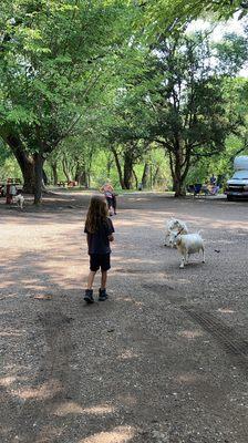 Friendly goats out for a walk