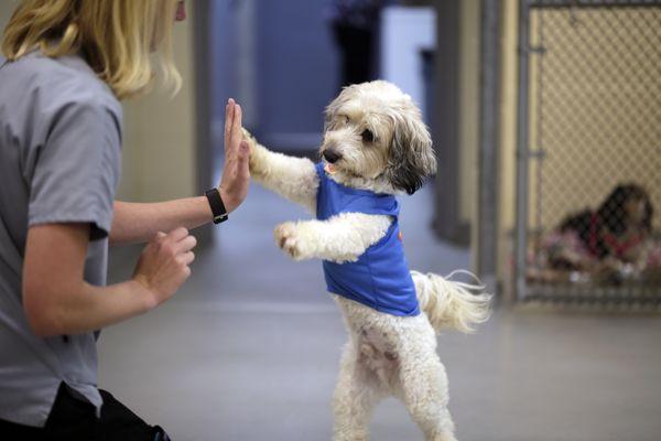 Caring for Pets is our Passion