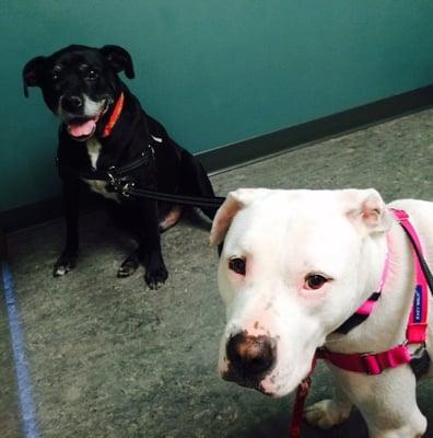 Deafie princess Indie and old-man Riley would rather be at Barking Hound Village Inn than the vet in this shot.