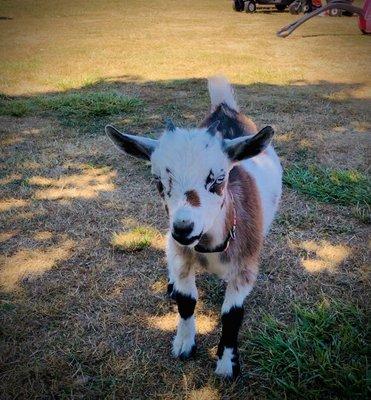 Sweetest little buddy! Feed him some veggies and he will follow you forever!