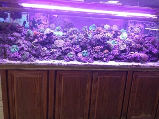 A lot of coral for sell  not for display