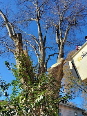 Specializing in Hazardous Tree Removal over structures and Arborist services