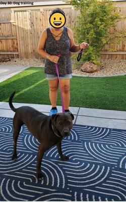 Post-op Day 30: Back to walking and training my dog