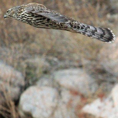 Raptor in flight