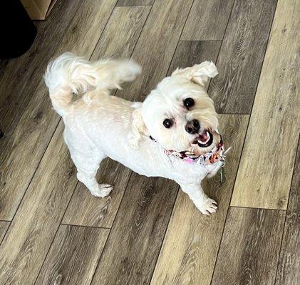 3 days later: summer cut with teddy/puppy face and fanned tail on Maltese Poodle