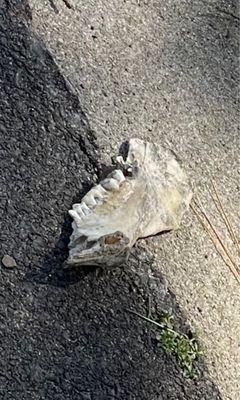 Why is someone's Skull, jaw bone just laying in the street?