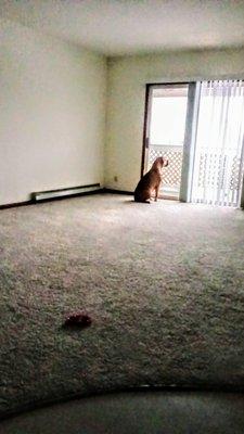 Empty when we first moved in. New & Clean carpet, paint & blinds.