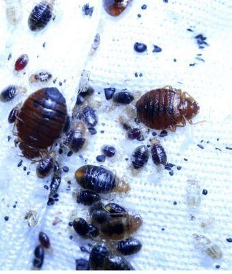 Bed bugs they are currently refusing to treat in a multi unit property.