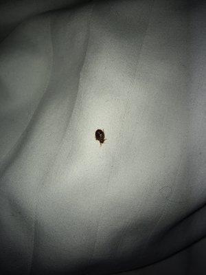 Another bed bug