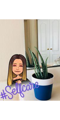 Indoor Aloe Vera Plant already potted. Super steal.