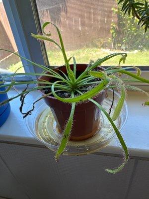 Super cool fly trap plant!