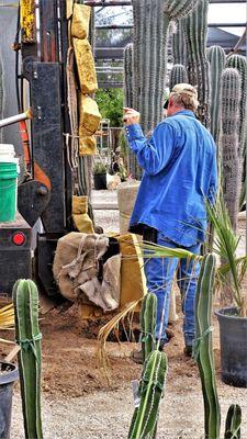 20180421 Mining Saguaros at Old Pueblo Cactus in Tucson