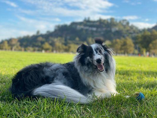 How his/a Shetland Sheepdog's face and tail should look.