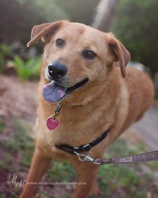 Bear, the official mascot of Broadway Veterinary Hospital!