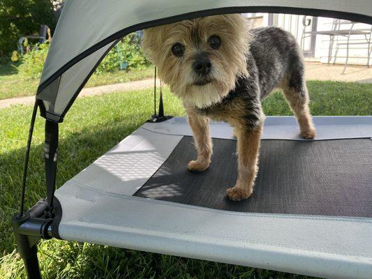 Vanity Fur Grooming Haircuts