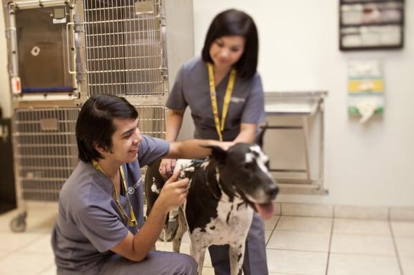 Veterinary Assisting Program