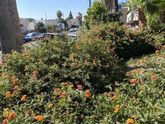 Overgrown Bushes